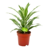 Dracaena White Jewel - Drakenbloedboom - P17 H45 - Kamerplant -Natur Bloemen Winkel dracaena white jewel drakenbloedboom p17 h45 4