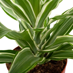 Dracaena White Jewel - Drakenbloedboom - P17 H45 - Kamerplant -Natur Bloemen Winkel dracaena white jewel drakenbloedboom p17 h45 5