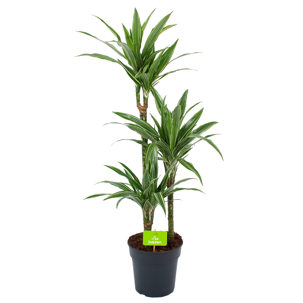 Dracaena White Stripe - Op Stam - Drakenbloedboom - P21 H100 - Kamerplant 3 Dracaena White Stripe - Op Stam - Drakenbloedboom - P21 H100 - Kamerplant