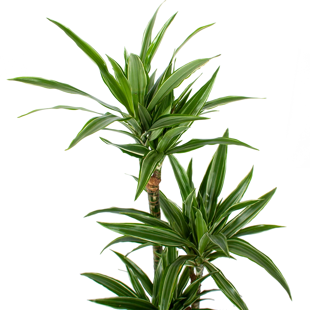 Dracaena White Stripe - Op Stam - Drakenbloedboom - P21 H100 - Kamerplant 4 Dracaena White Stripe - Op Stam - Drakenbloedboom - P21 H100 - Kamerplant - Afbeelding 2