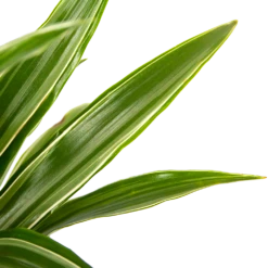 Dracaena White Stripe - Op Stam - Drakenbloedboom - P21 H100 - Kamerplant 8 Dracaena White Stripe - Op Stam - Drakenbloedboom - P21 H100 - Kamerplant -Natur Bloemen Winkel dracaena white stripe op stam drakenbloedboom p21 h100 6 1