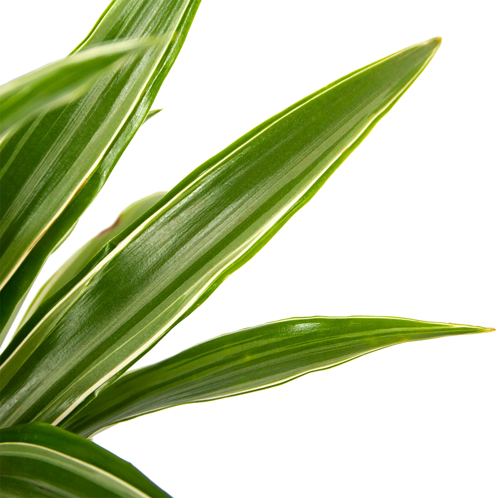 Dracaena White Stripe - Op Stam - Drakenbloedboom - P21 H100 - Kamerplant 5 Dracaena White Stripe - Op Stam - Drakenbloedboom - P21 H100 - Kamerplant - Afbeelding 3