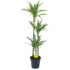 Dracaena White Stripe - Op Stam - Drakenbloedboom - P24 H150 - Kamerplant -Natur Bloemen Winkel dracaena white stripe op stam drakenbloedboom p24 h150 1 1