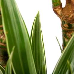 Dracaena White Stripe - Op Stam - Drakenbloedboom - P24 H150 - Kamerplant -Natur Bloemen Winkel dracaena white stripe op stam drakenbloedboom p24 h150 6 1