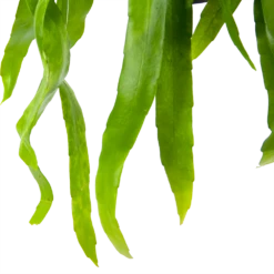 Epiphyllum Pumilum - In Hangpot - P17 H40 - Kamerplant -Natur Bloemen Winkel epiphyllum pumilum in hangpot p17 h40 6 1