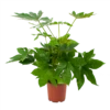 Fatsia Japonica - Vingerplant - P19 H60 - Kamerplant -Natur Bloemen Winkel fatsia japonica vingerplant p19 h60 1