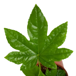 Fatsia Japonica - Vingerplant - P19 H60 - Kamerplant 8 Fatsia Japonica - Vingerplant - P19 H60 - Kamerplant -Natur Bloemen Winkel fatsia japonica vingerplant p19 h60 4