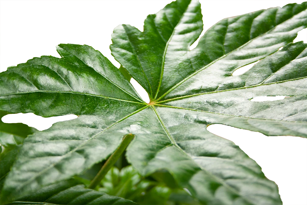 Fatsia Japonica - Vingerplant - P19 H60 - Kamerplant 5 Fatsia Japonica - Vingerplant - P19 H60 - Kamerplant - Afbeelding 3