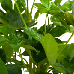 Fatsia Japonica - Vingerplant - P19 H60 - Kamerplant 10 Fatsia Japonica - Vingerplant - P19 H60 - Kamerplant -Natur Bloemen Winkel fatsia japonica vingerplant p19 h60 6