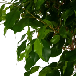 Ficus Benjamina Exotica Op Gevlochten Stam - Treurvijg - P27 H140 - Kamerplant -Natur Bloemen Winkel ficus benjamina exotica op gevlochten stam treurvijg p27 h140 5