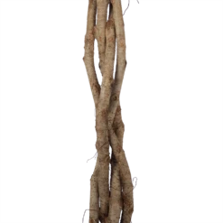 Ficus Benjamina Exotica Op Gevlochten Stam - Treurvijg - P27 H140 - Kamerplant -Natur Bloemen Winkel ficus benjamina exotica op gevlochten stam treurvijg p27 h140 6