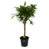 Ficus Binnendijkii Amstel King Op Stam - Treurvijg - P31 H140 - Kamerplant -Natur Bloemen Winkel ficus binnendijkii amstel king op stam treurvijg p31 h140 1