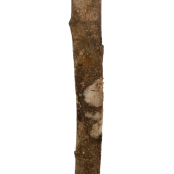 Ficus Binnendijkii Amstel King Op Stam - Treurvijg - P31 H140 - Kamerplant -Natur Bloemen Winkel ficus binnendijkii amstel king op stam treurvijg p31 h140 6