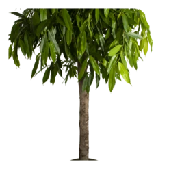 Ficus Binnendijkii Amstel King Op Stam - Treurvijg - P40 H170 - Kamerplant 8 Ficus Binnendijkii Amstel King Op Stam - Treurvijg - P40 H170 - Kamerplant -Natur Bloemen Winkel ficus binnendijkii amstel king op stam treurvijg p40 h170 4