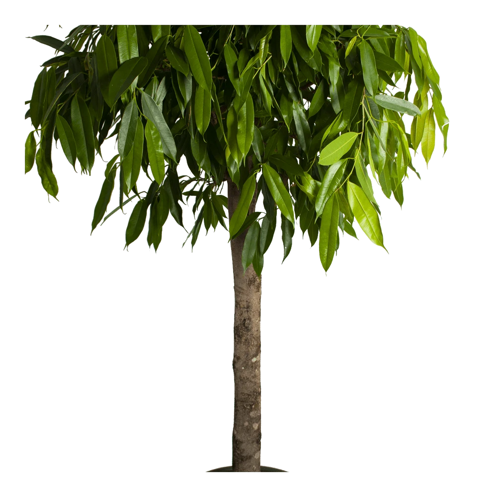 Ficus Binnendijkii Amstel King Op Stam - Treurvijg - P40 H170 - Kamerplant 5 Ficus Binnendijkii Amstel King Op Stam - Treurvijg - P40 H170 - Kamerplant - Afbeelding 3
