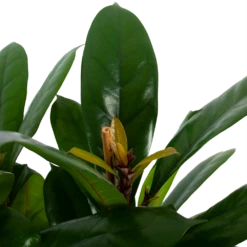 Ficus Cyathistipula - Groene Vijg - Toef - P34 H120 - Kamerplant -Natur Bloemen Winkel ficus cyathistipula groene vijg toef p34 h120 5 3
