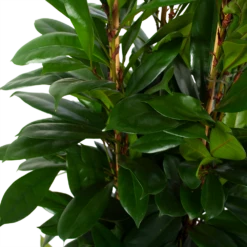 Ficus Cyathistipula - Groene Vijg - Toef - P34 H120 - Kamerplant -Natur Bloemen Winkel ficus cyathistipula groene vijg toef p34 h120 6 3