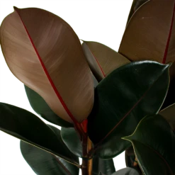 Ficus Elastica Abidjan - Rubberboom - P27 H100 - Kamerplant -Natur Bloemen Winkel ficus elastica abidjan treurvijg p27 h100 5