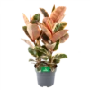 Ficus Elastica Belize - Rubberboom - P27 H100 - Kamerplant -Natur Bloemen Winkel ficus elastica belize rubberboom p27 h100 1
