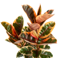 Ficus Elastica Belize - Rubberboom - P27 H100 - Kamerplant -Natur Bloemen Winkel ficus elastica belize rubberboom p27 h100 5