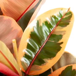 Ficus Elastica Belize - Rubberboom - P27 H100 - Kamerplant -Natur Bloemen Winkel ficus elastica belize rubberboom p27 h100 6