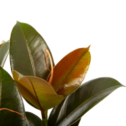 Ficus Elastica Melany - Rubberboom - P19 H55 - Kamerplant -Natur Bloemen Winkel ficus elastica melany rubberboom p19 h55 6