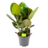Ficus Elastica Robusta - Rubberboom - P19 H55 - Kamerplant 2 Ficus Elastica Robusta - Rubberboom - P19 H55 - Kamerplant -Natur Bloemen Winkel ficus elastica robusta rubberboom p19 h55 1