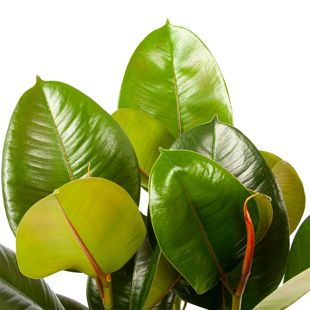 Ficus Elastica Robusta - Rubberboom - P19 H55 - Kamerplant 4 Ficus Elastica Robusta - Rubberboom - P19 H55 - Kamerplant - Afbeelding 2