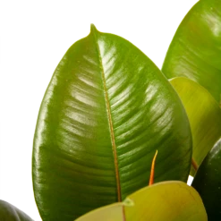 Ficus Elastica Robusta - Rubberboom - P19 H55 - Kamerplant 8 Ficus Elastica Robusta - Rubberboom - P19 H55 - Kamerplant -Natur Bloemen Winkel ficus elastica robusta rubberboom p19 h55 6