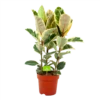 Ficus Elastica Tineke - Rubberboom - P27 H100 - Kamerplant -Natur Bloemen Winkel ficus elastica tineke treurvijg p27 h100 4