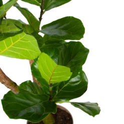 Ficus Lyrata Vertakt - Tabaksplant - P24 H130 - Kamerplant -Natur Bloemen Winkel ficus lyrata tabaksplant p24 h130 5 3