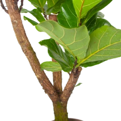 Ficus Lyrata Vertakt - Tabaksplant - P24 H130 - Kamerplant -Natur Bloemen Winkel ficus lyrata tabaksplant p24 h130 6 3