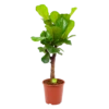 Ficus Lyrata Vertakt - Tabaksplant - P27 H110 - Kamerplant 2 Ficus Lyrata Vertakt - Tabaksplant - P27 H110 - Kamerplant -Natur Bloemen Winkel ficus lyrata tabaksplant p27 h110 1 1