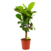 Ficus Lyrata Vertakt - Tabaksplant - P30 H130 - Kamerplant 1 Ficus Lyrata Vertakt - Tabaksplant - P30 H130 - Kamerplant -Natur Bloemen Winkel ficus lyrata tabaksplant p30 h130 1 1