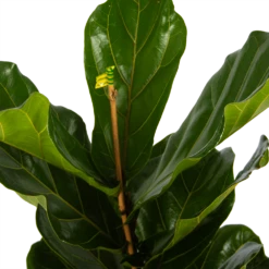 Ficus Lyrata - Tabaksplant - Toef - P17 H90 - Kamerplant 8 Ficus Lyrata - Tabaksplant - Toef - P17 H90 - Kamerplant -Natur Bloemen Winkel ficus lyrata tabaksplant toef p17 h90 5
