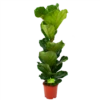 Ficus Lyrata - Tabaksplant - Toef - P21 H90 - Kamerplant -Natur Bloemen Winkel ficus lyrata tabaksplant toef p21 h90 1 1