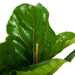 Ficus Lyrata - Tabaksplant - Toef - P21 H90 - Kamerplant 7 Ficus Lyrata - Tabaksplant - Toef - P21 H90 - Kamerplant -Natur Bloemen Winkel ficus lyrata tabaksplant toef p21 h90 5 1