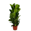 Ficus Lyrata - Tabaksplant - Toef - P35 H150 - Kamerplant 2 Ficus Lyrata - Tabaksplant - Toef - P35 H150 - Kamerplant -Natur Bloemen Winkel ficus lyrata tabaksplant toef p35 h150 1