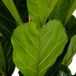 Ficus Lyrata - Tabaksplant - Toef - P35 H150 - Kamerplant -Natur Bloemen Winkel ficus lyrata tabaksplant toef p35 h150 6