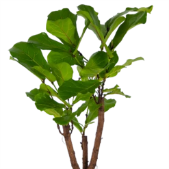 Ficus Lyrata Vertakt - Tabaksplant - P27 H140 - Kamerplant 7 Ficus Lyrata Vertakt - Tabaksplant - P27 H140 - Kamerplant -Natur Bloemen Winkel ficus lyrata vertakt tabaksplant p27 h140 kamerplant 3
