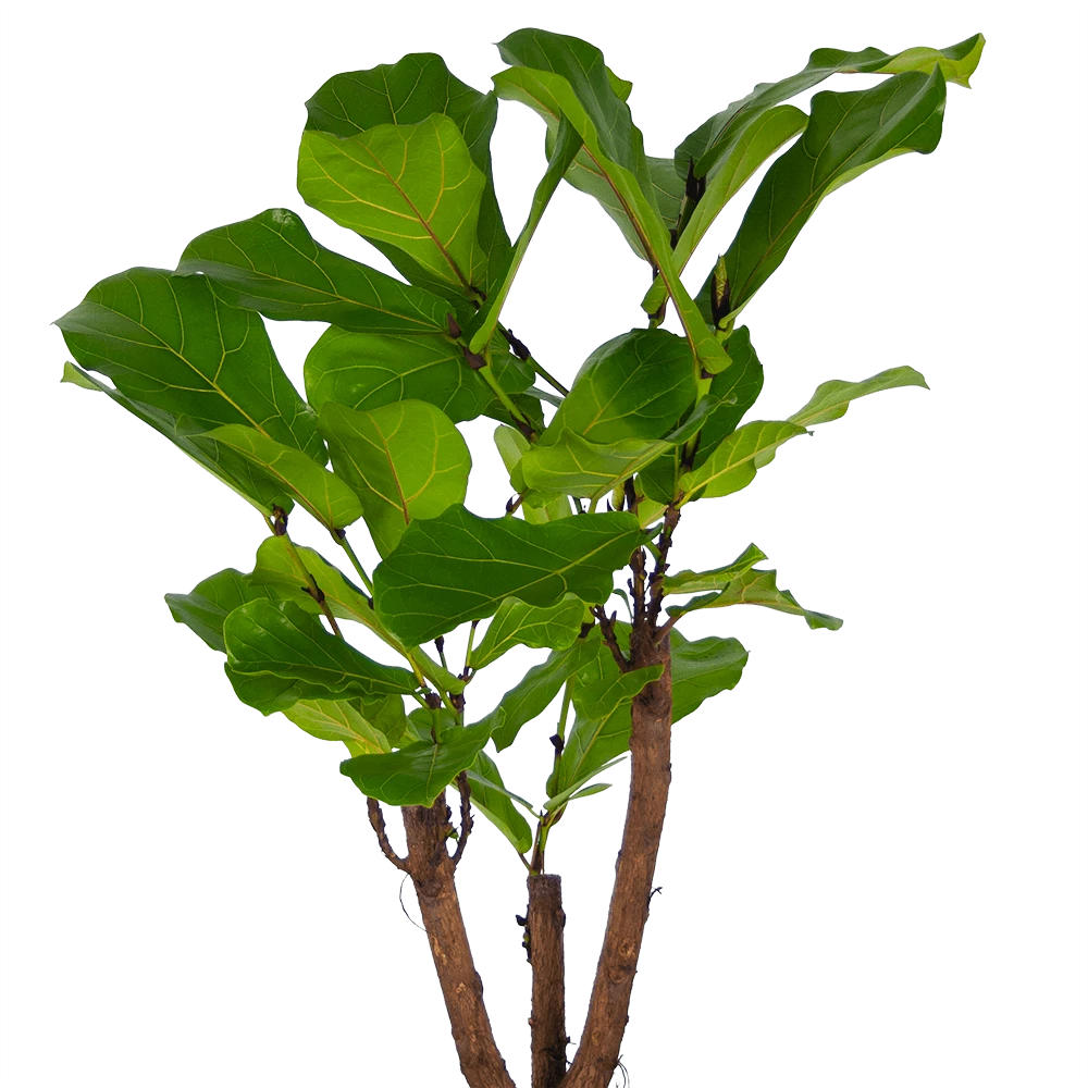 Ficus Lyrata Vertakt - Tabaksplant - P27 H140 - Kamerplant 4 Ficus Lyrata Vertakt - Tabaksplant - P27 H140 - Kamerplant - Afbeelding 2