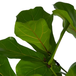 Ficus Lyrata Vertakt - Tabaksplant - P27 H140 - Kamerplant 8 Ficus Lyrata Vertakt - Tabaksplant - P27 H140 - Kamerplant -Natur Bloemen Winkel ficus lyrata vertakt tabaksplant p27 h140 kamerplant 4