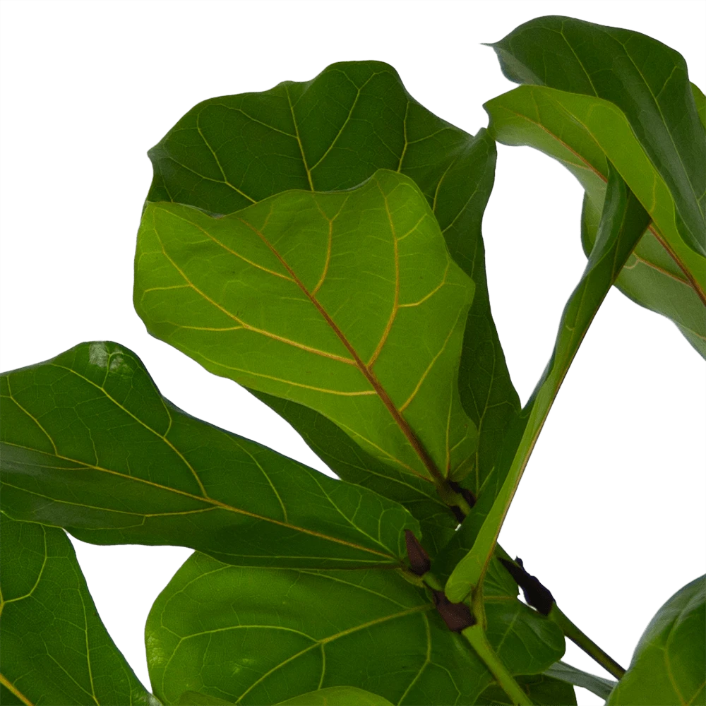 Ficus Lyrata Vertakt - Tabaksplant - P27 H140 - Kamerplant 5 Ficus Lyrata Vertakt - Tabaksplant - P27 H140 - Kamerplant - Afbeelding 3