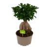 Ficus Microcarpa Ginseng - Bonsai - P20 H45 - Kamerplant -Natur Bloemen Winkel ficus microcarpa ginseng bonsai p20 h45 1