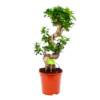 Ficus Microcarpa Ginseng - Bonsai - P21 H65 - Kamerplant -Natur Bloemen Winkel ficus microcarpa ginseng bonsai p21 h65 1
