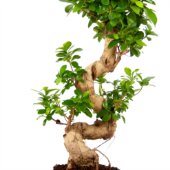 Ficus Microcarpa Ginseng - Bonsai - P21 H65 - Kamerplant 7 Ficus Microcarpa Ginseng - Bonsai - P21 H65 - Kamerplant -Natur Bloemen Winkel ficus microcarpa ginseng bonsai p21 h65 5