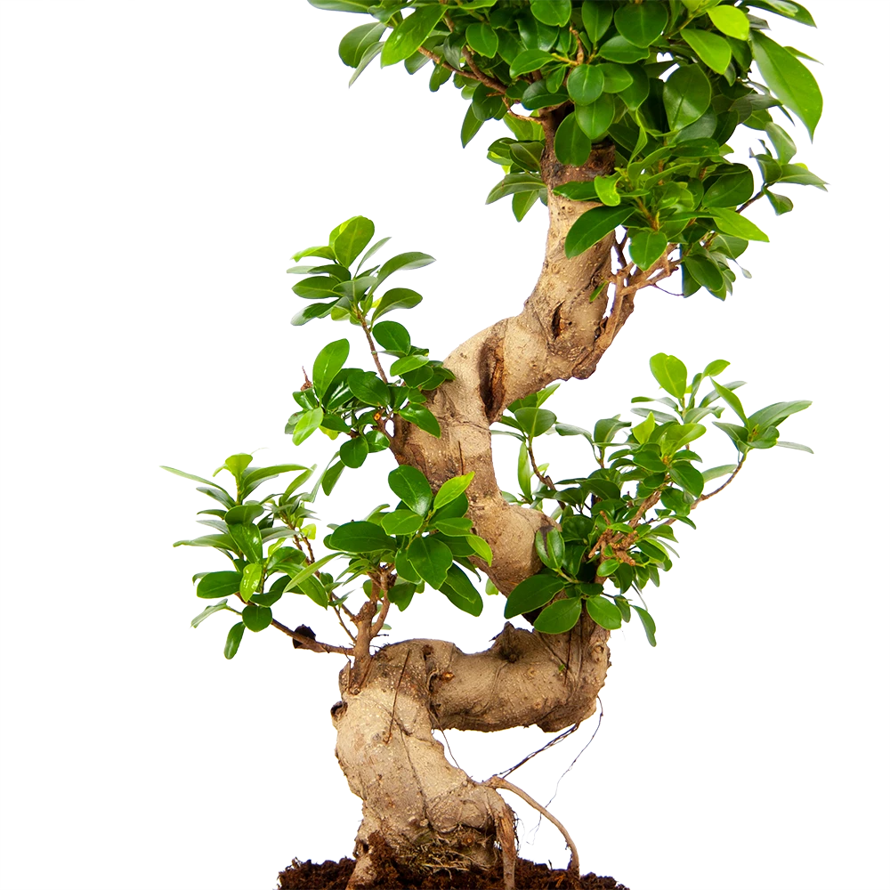 Ficus Microcarpa Ginseng - Bonsai - P21 H65 - Kamerplant 4 Ficus Microcarpa Ginseng - Bonsai - P21 H65 - Kamerplant - Afbeelding 2