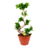 Ficus Microcarpa Ginseng - Bonsai - P29 H90 - Kamerplant -Natur Bloemen Winkel ficus microcarpa ginseng bonsai p29 h90 1