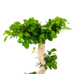 Ficus Microcarpa Ginseng - Bonsai - P29 H90 - Kamerplant -Natur Bloemen Winkel ficus microcarpa ginseng bonsai p29 h90 5