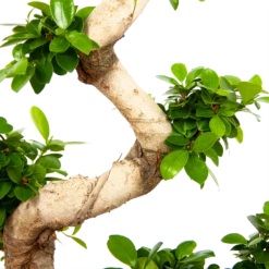 Ficus Microcarpa Ginseng - Bonsai - P29 H90 - Kamerplant -Natur Bloemen Winkel ficus microcarpa ginseng bonsai p29 h90 6